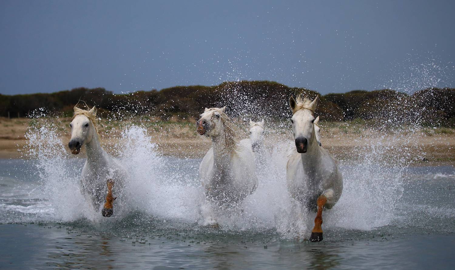 , Гудков Андрей
