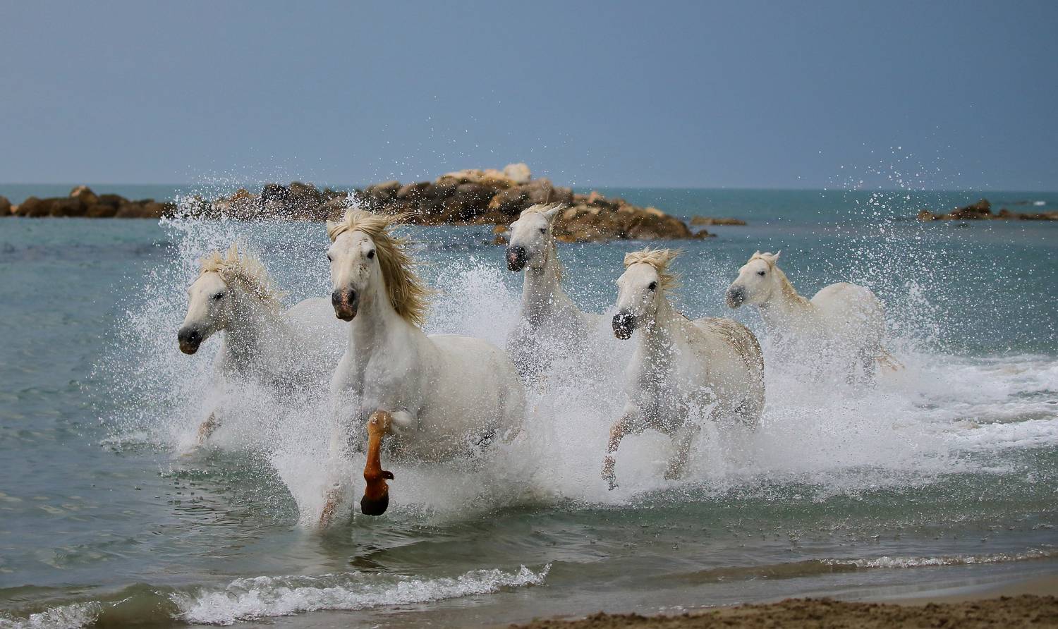 , Гудков Андрей