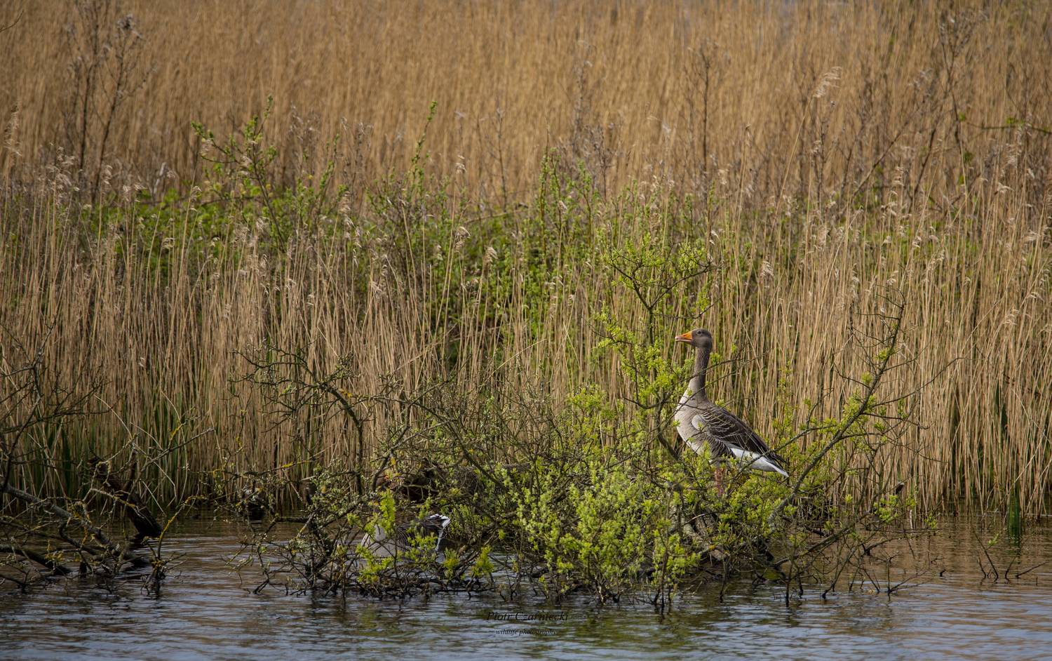 greylag goose, birds, animals, nature, nikon, water, lake, wetlands, PIOTR CZARNIECKI