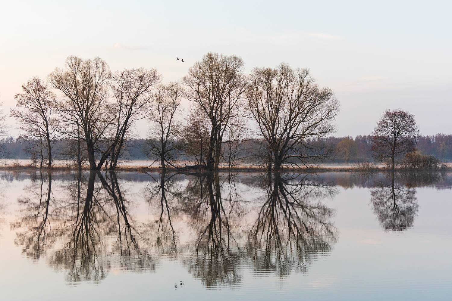 , Дмитрий Новоселов