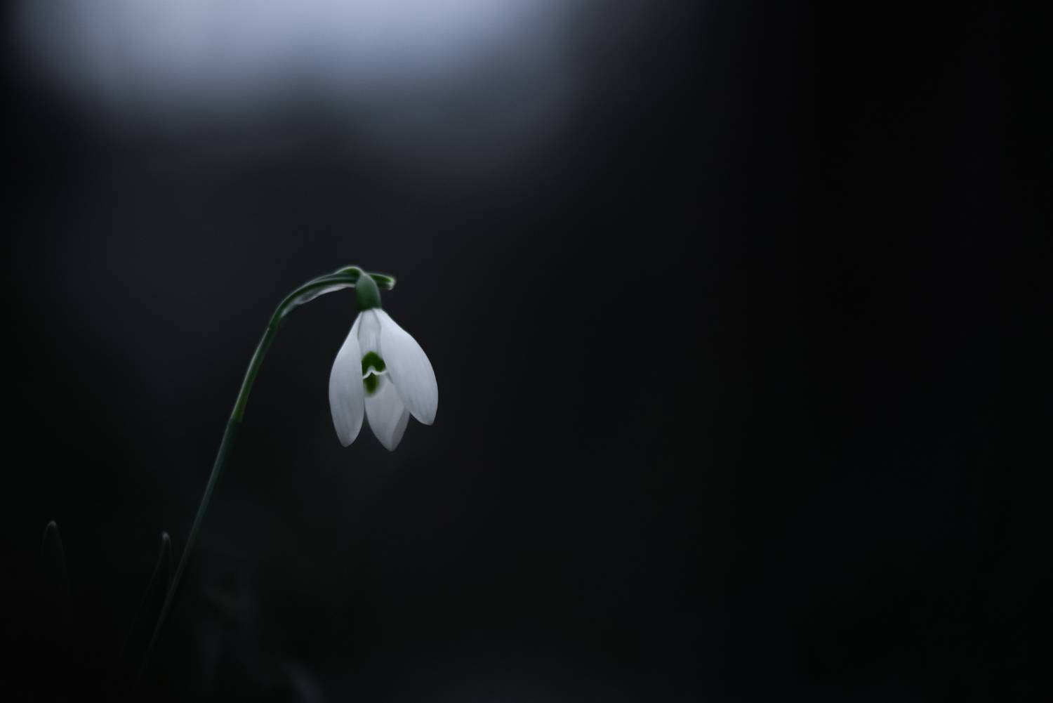 цветы, макро, природа, макрофото, макро-красота, поэзия природы, лес, вчувствование, созерцание, тишина, тишина покоя, подснежники, весна, Быканова Виктория