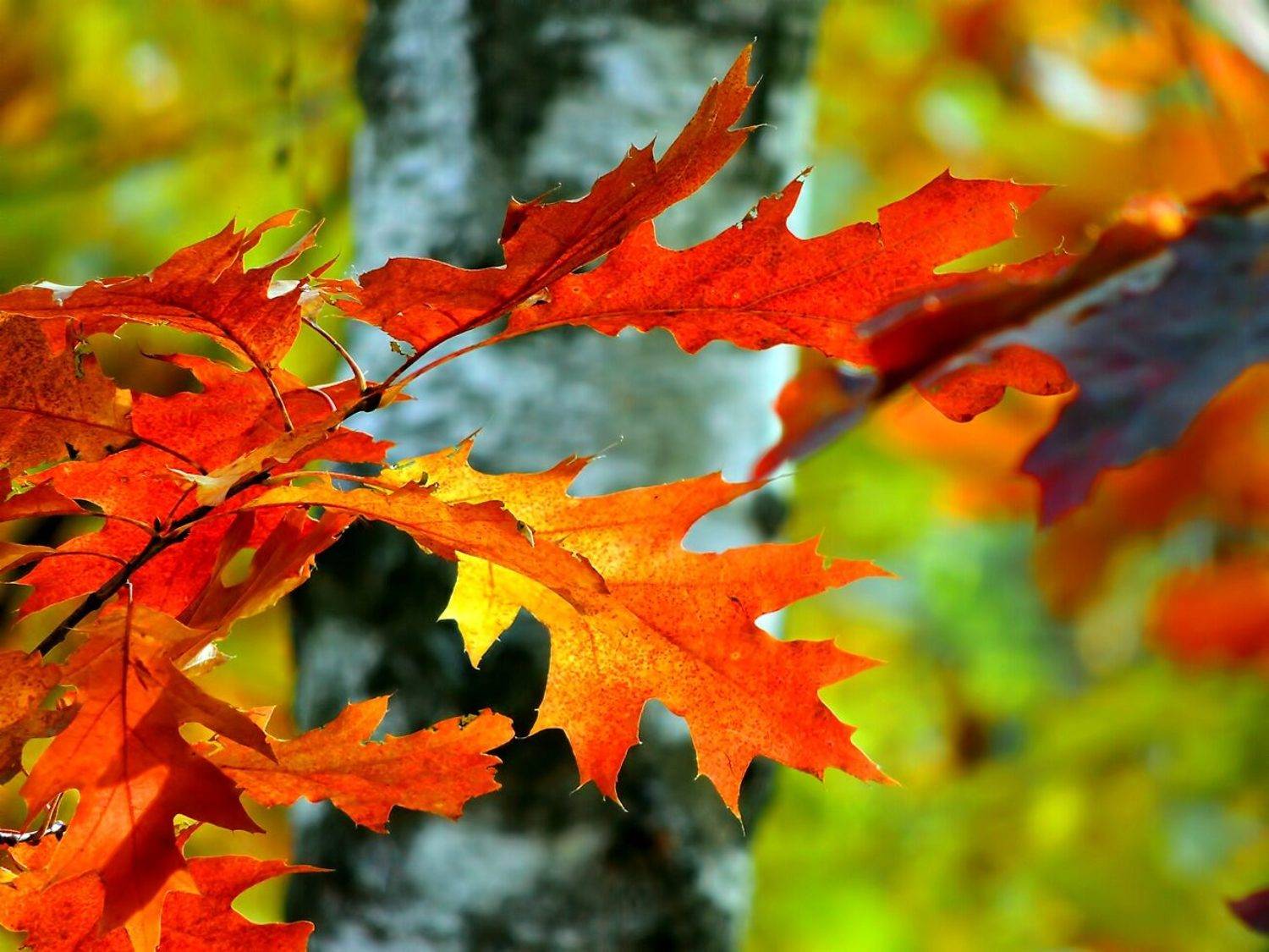 , Савоцкий Роман