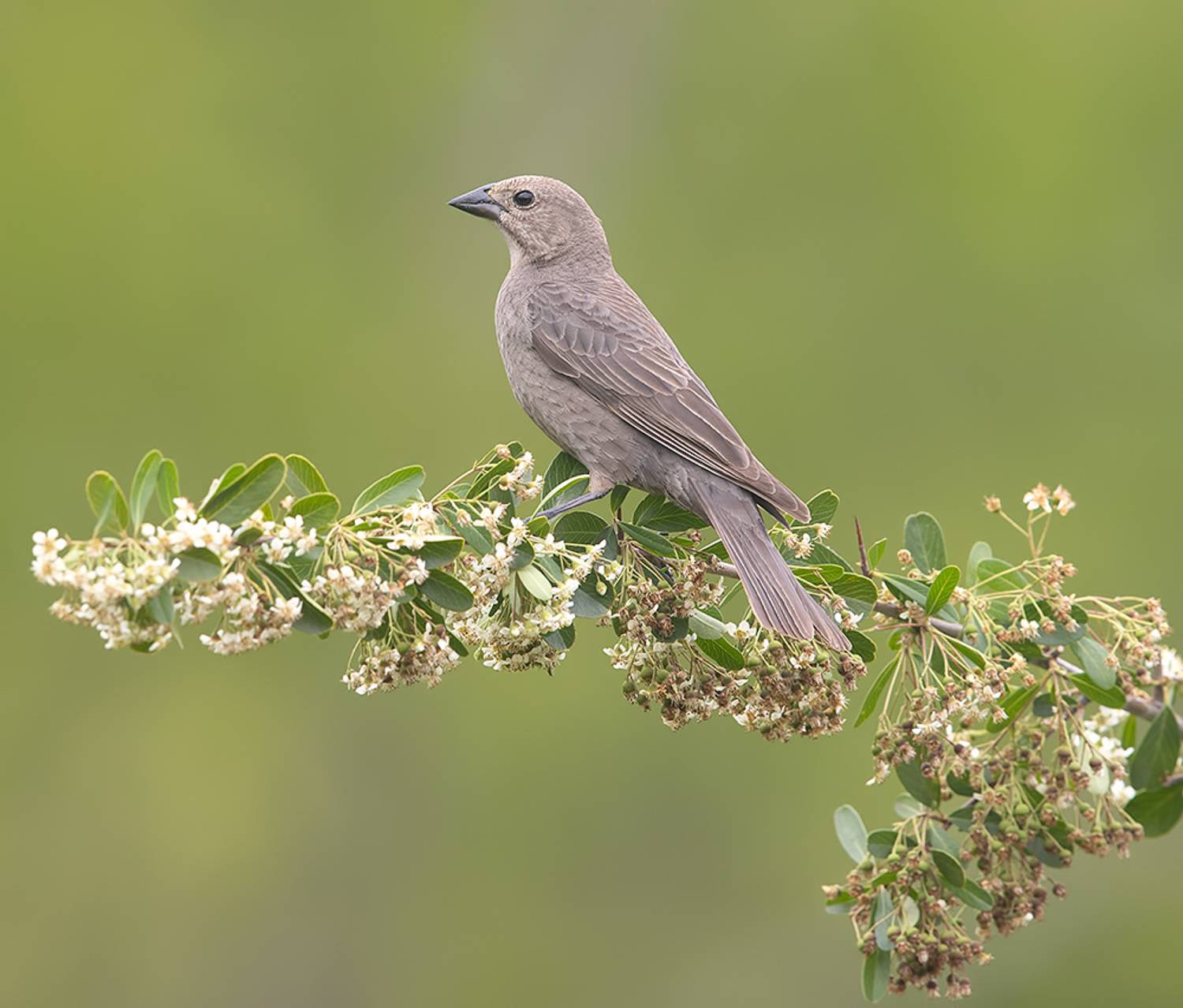 буроголовый коровий трупиал, brown-headed cowbird, трупиал, Etkind Elizabeth
