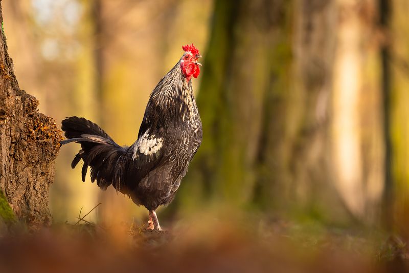 Cock фото превью