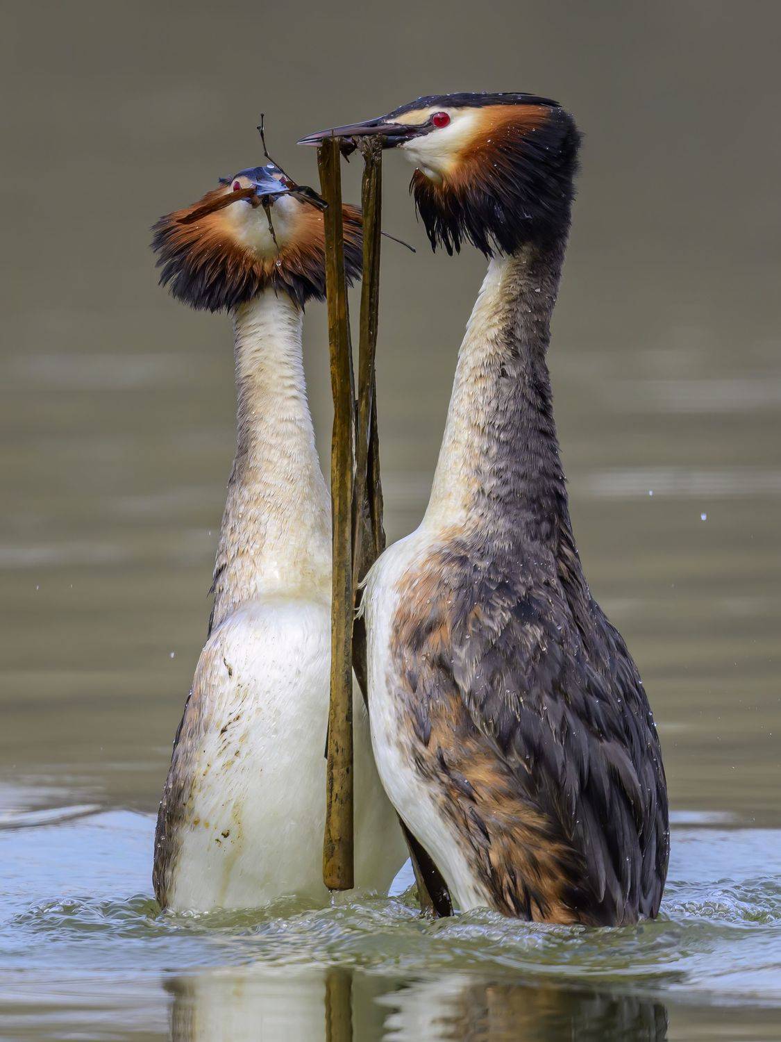 , Пупонин Сергей