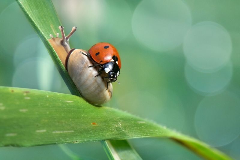 *Случайный пассажир фото превью