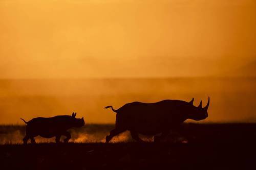 Rhino Run
