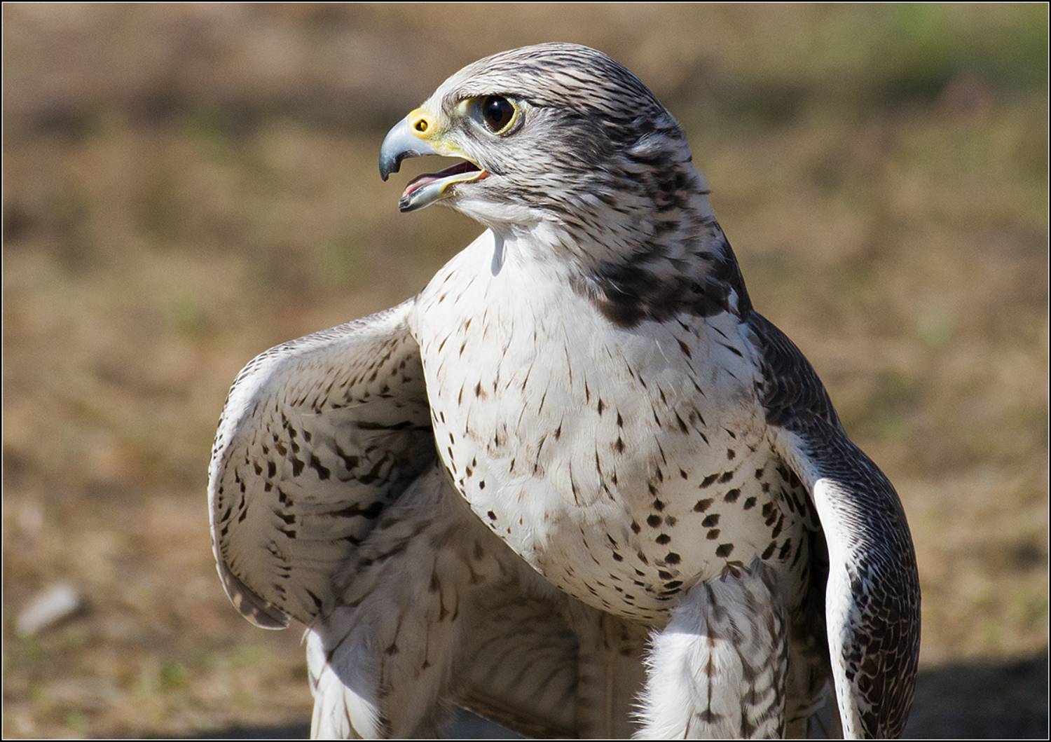 москва, март, парк, сокол, АНАТОЛИЙ ДОВЫДЕНКО