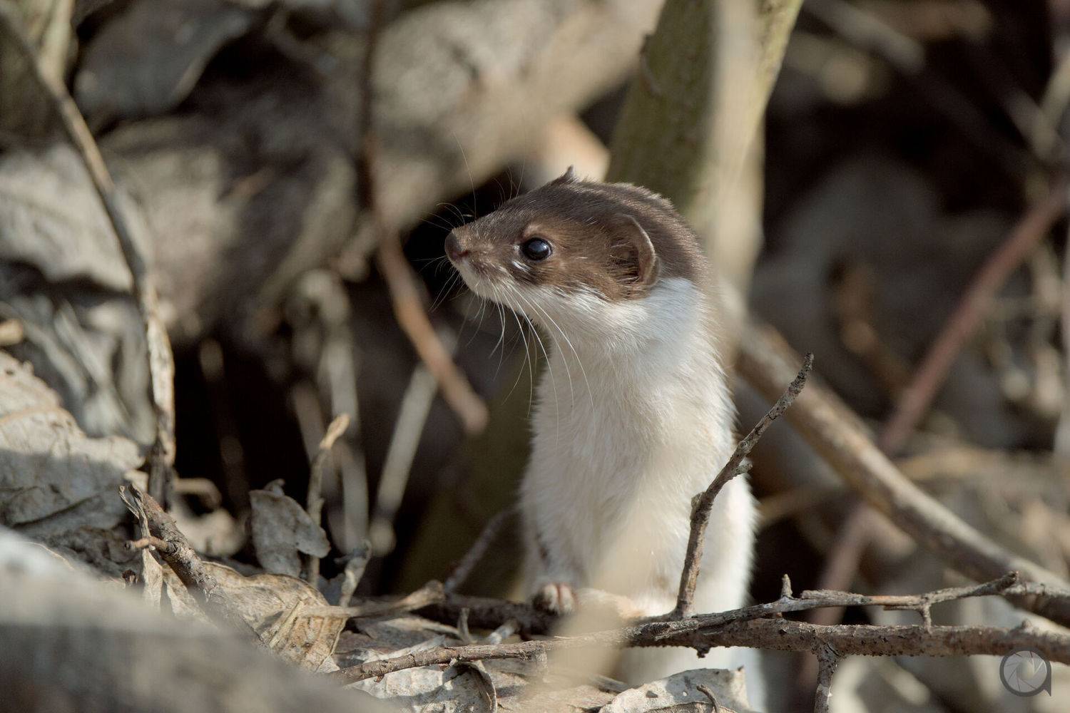 ласка, Алексей Акрал