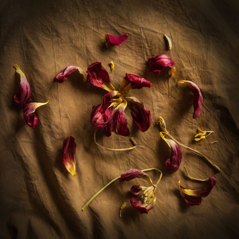 Натюрморт с лепестками тюльпанов фото превью