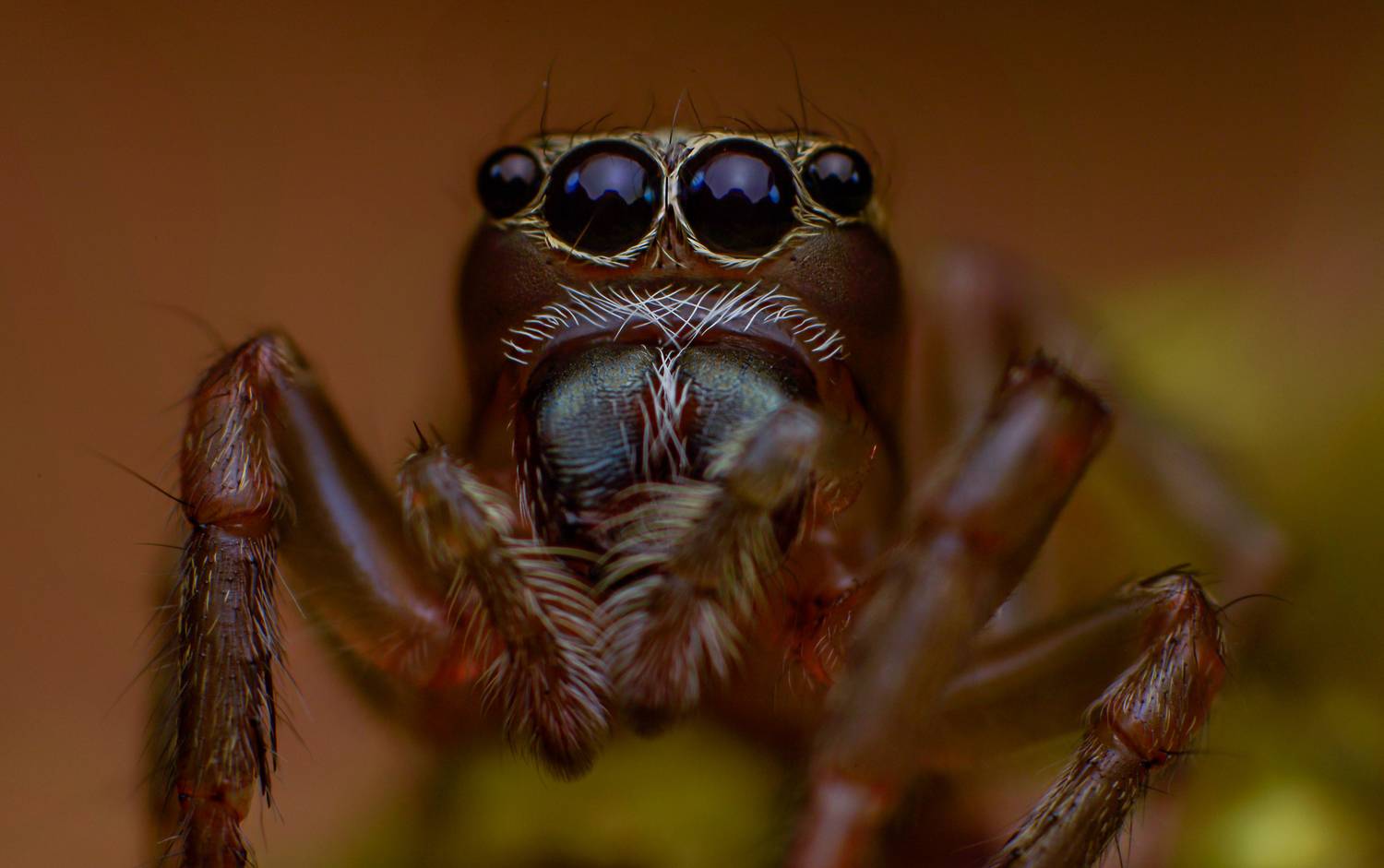 macro, nature, spider, insect, Celis Norman