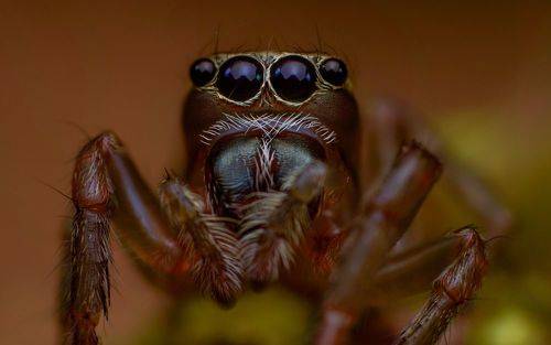 Jumping Spider
