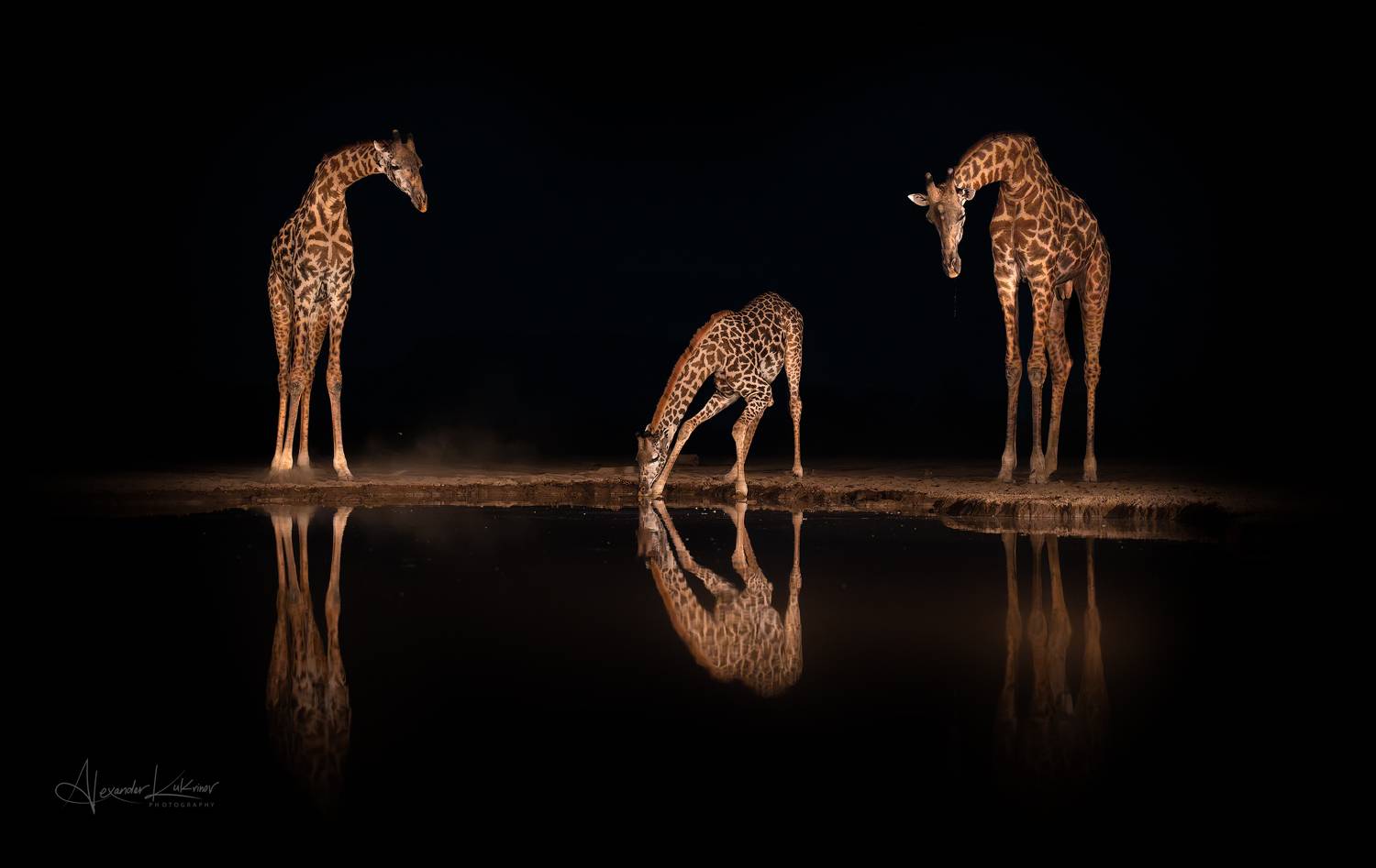 жираф,кения, Александр Кукринов