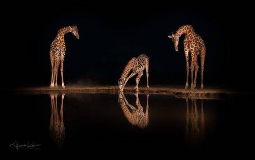 Жирафометрия...