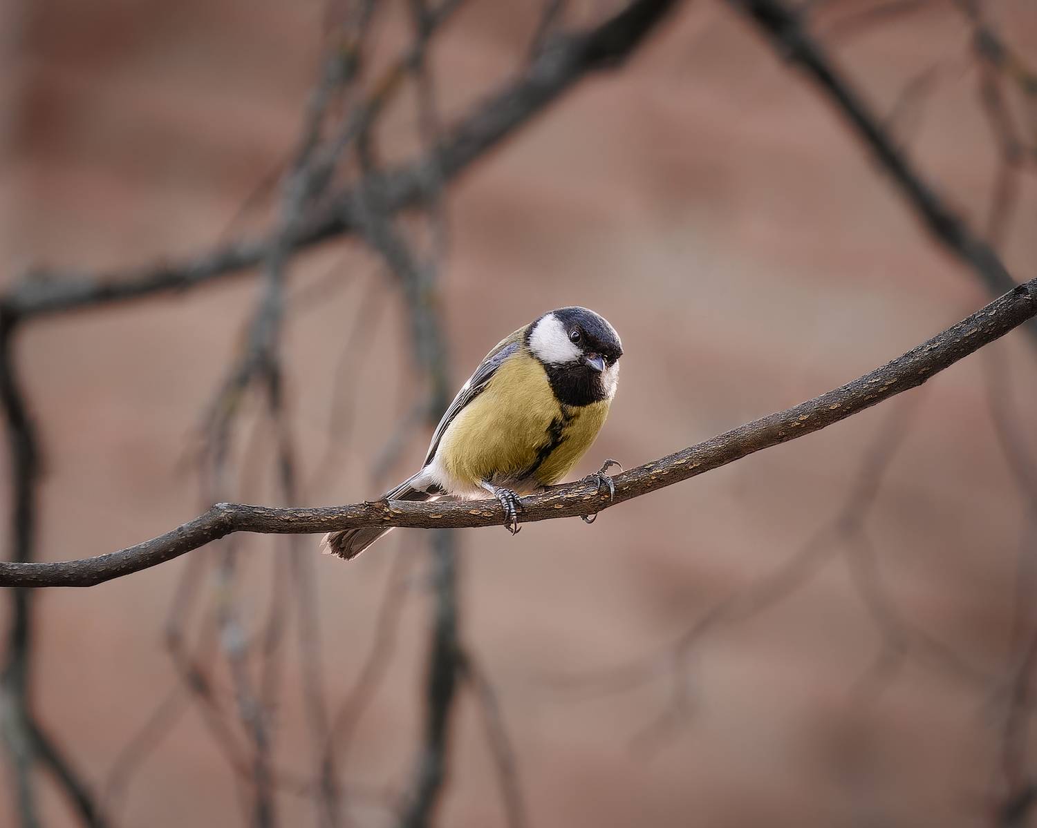 , Загруев Михаил