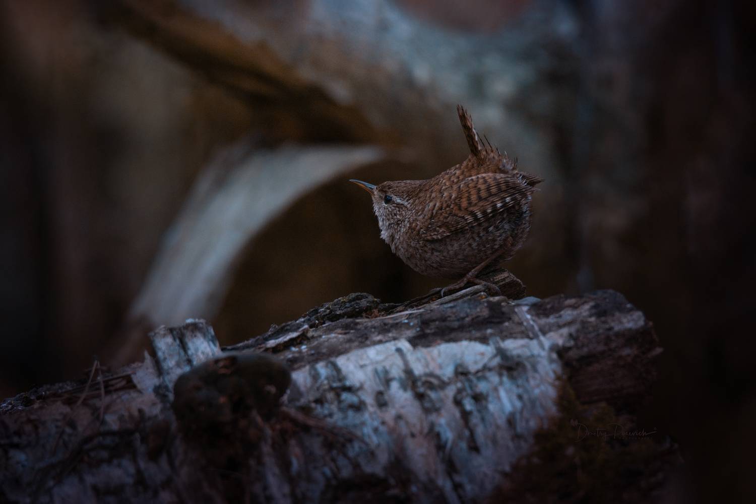 природа, лес, поля, огороды, животные, птицы, макро, Посевич Дмитрий