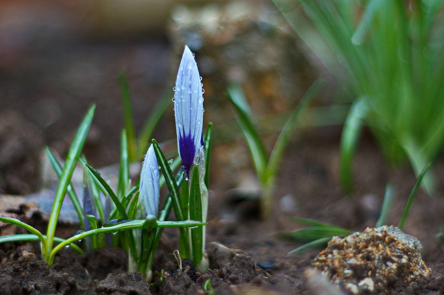 , Николаев Владимир