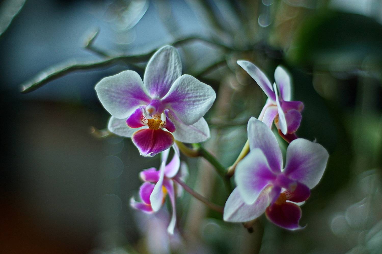 , Николаев Владимир