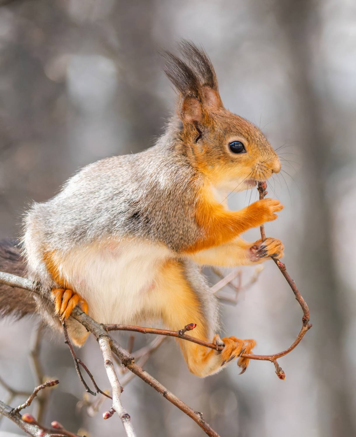 , Дэм Константин
