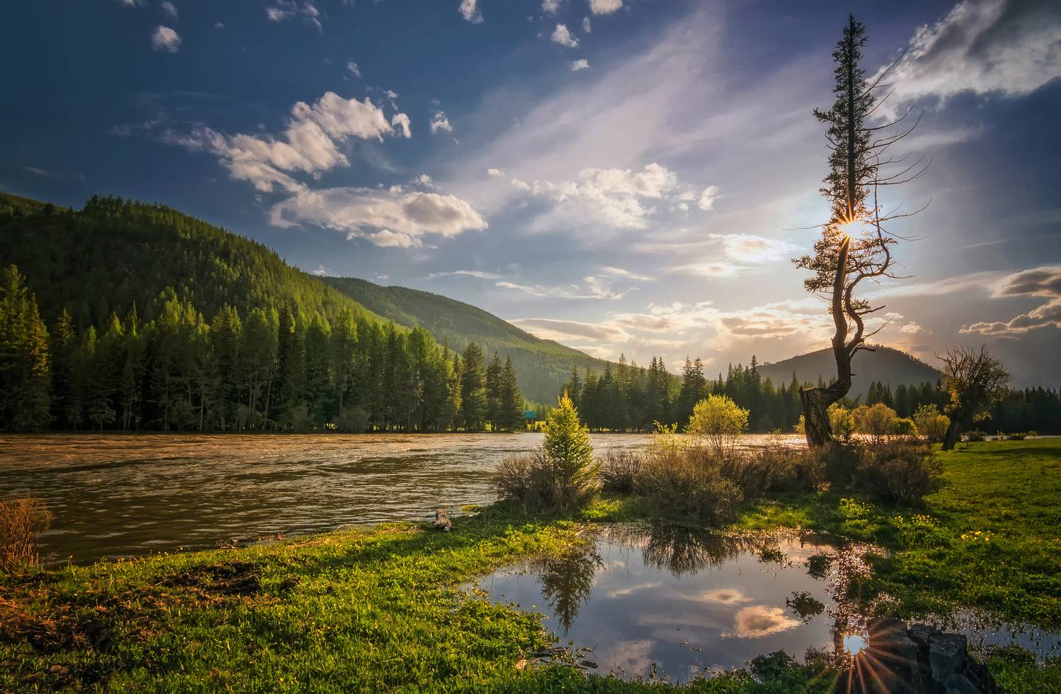 горный алтай,июнь2023,вечер,река аргут,лиственница на берегу,лужи,солнце, Lora Pavlova