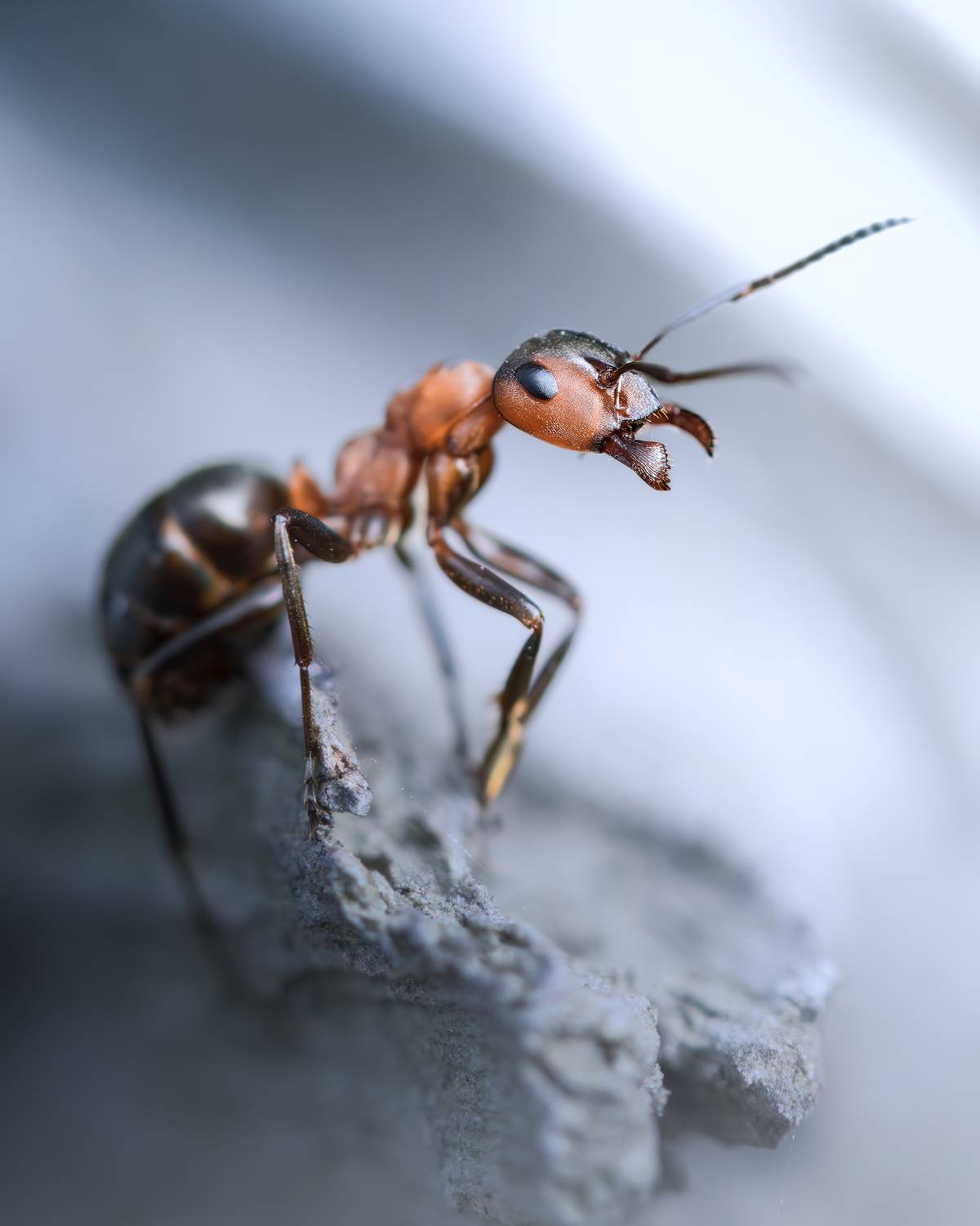 , Поляков Михаил