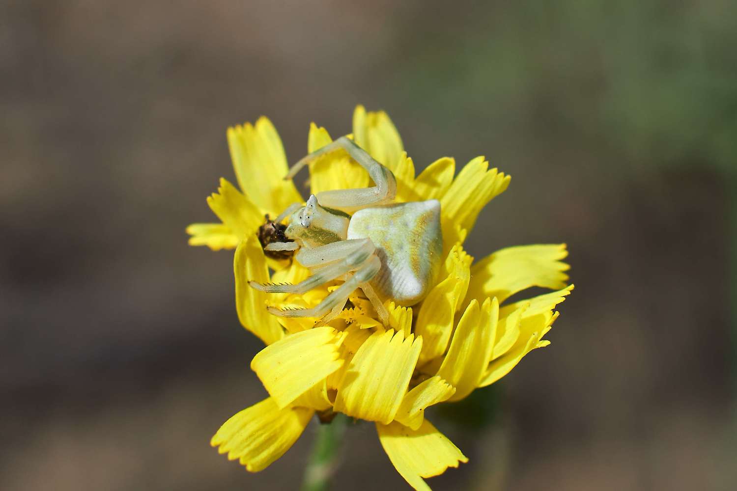 , Павел Сторчилов