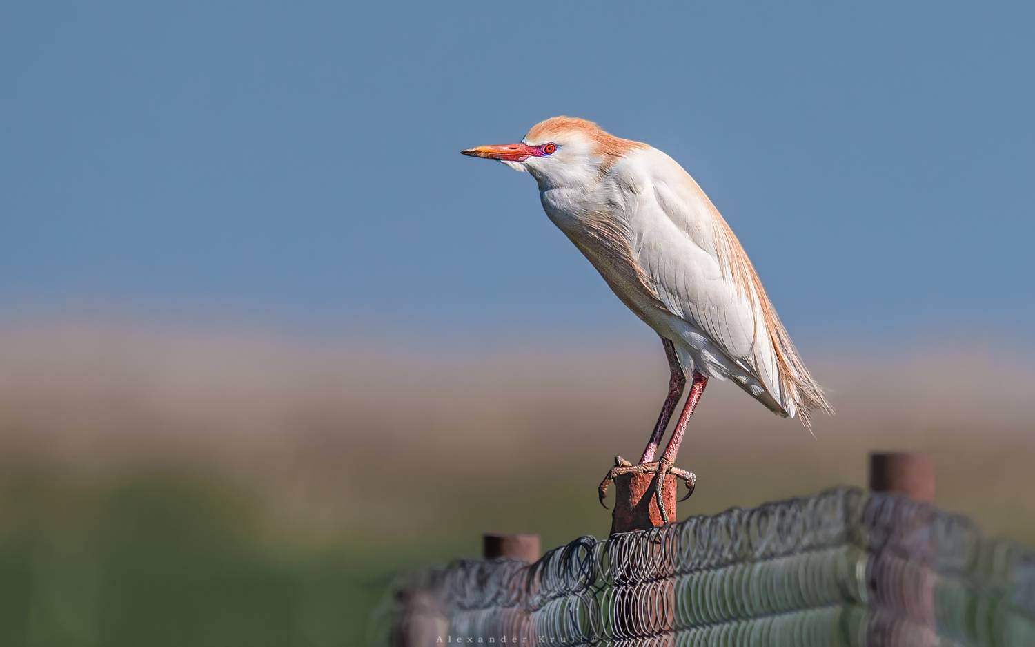 египетская цапля, цапля, bubulcus ibis, Круль Александр