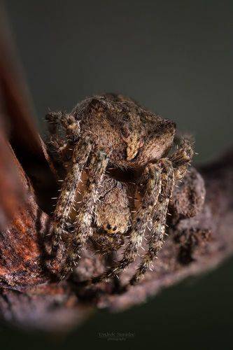 Araneus ventricosus