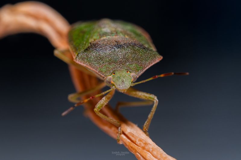 макро, насекомые, жук, macro, insects, beetle Palomena prasina фото превью