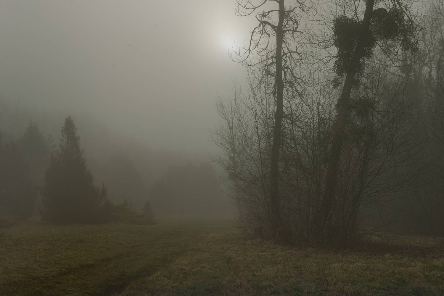 весна туман лес утро, Александр Жарников