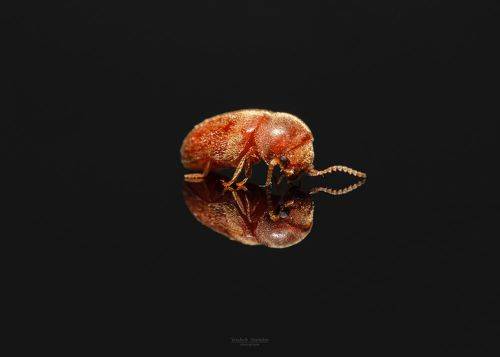 Lasioderma serricorne