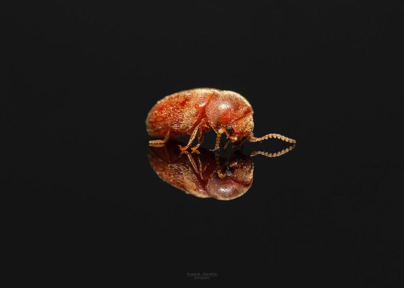 макро, насекомые, жук, macro, insects, beetles Lasioderma serricorne фото превью