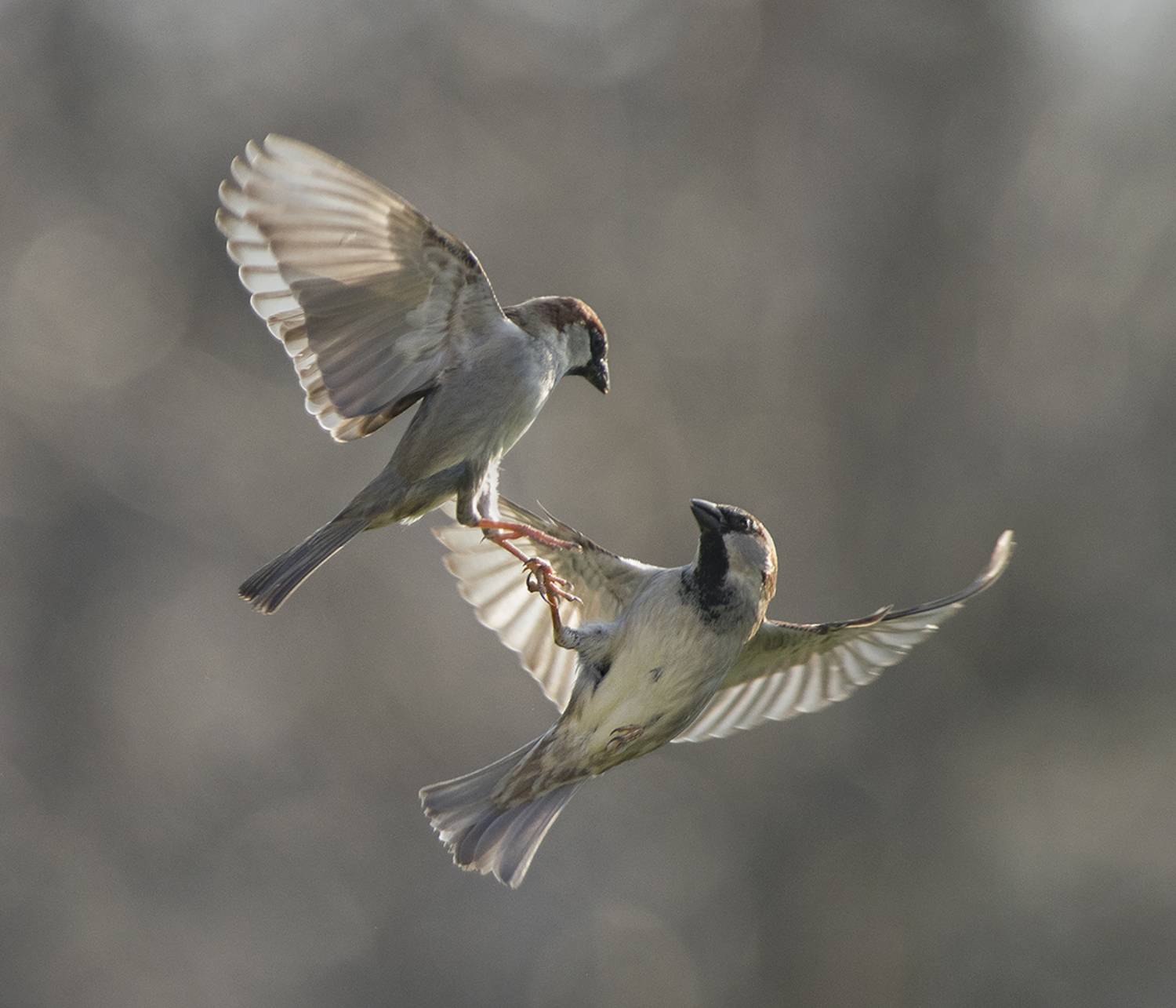 , Евгени Стефанов