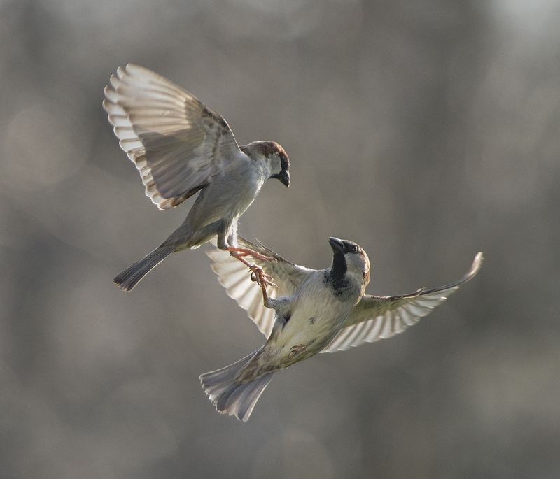 Просто воробьи фото превью