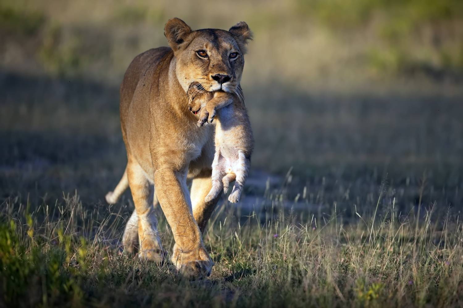 , Александр Перов