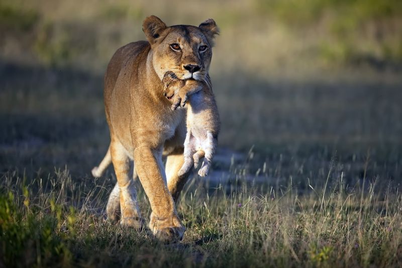 Своя ноша не тянет фото превью
