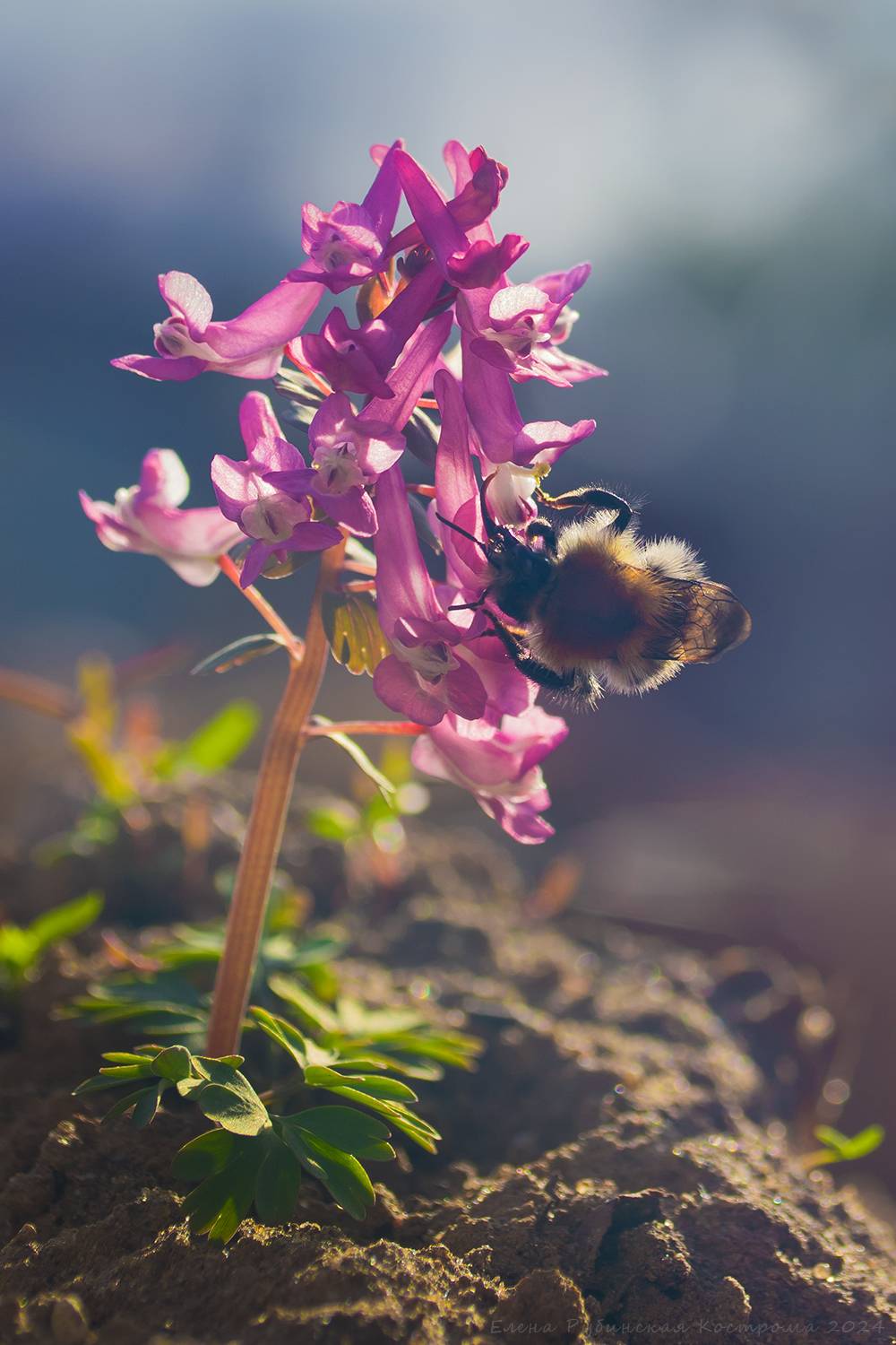, Елена Рубинская