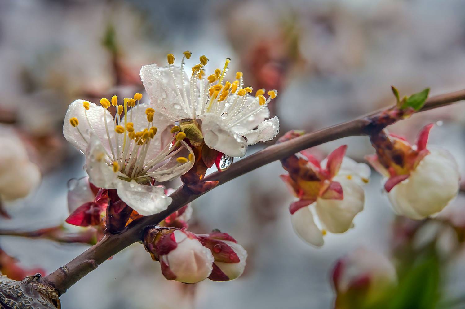 Абрикос, дерево, цветы, Чепленко Алексей