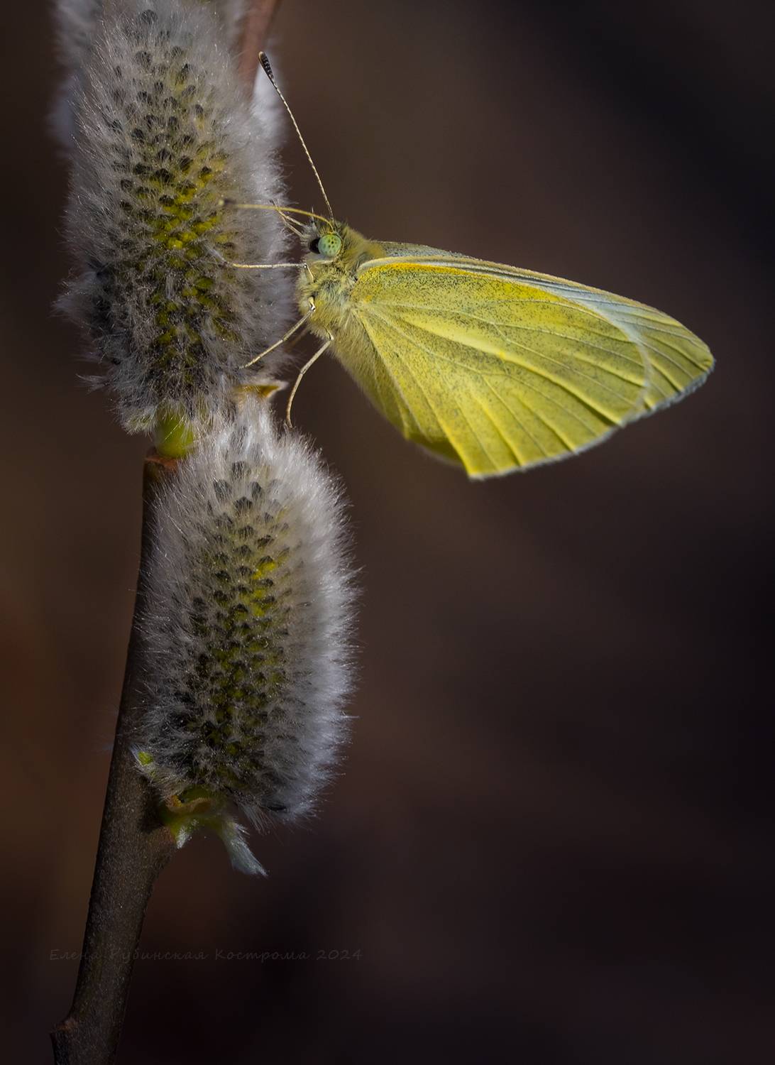 , Елена Рубинская