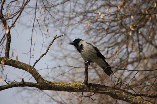 Про фотогеничную ворону