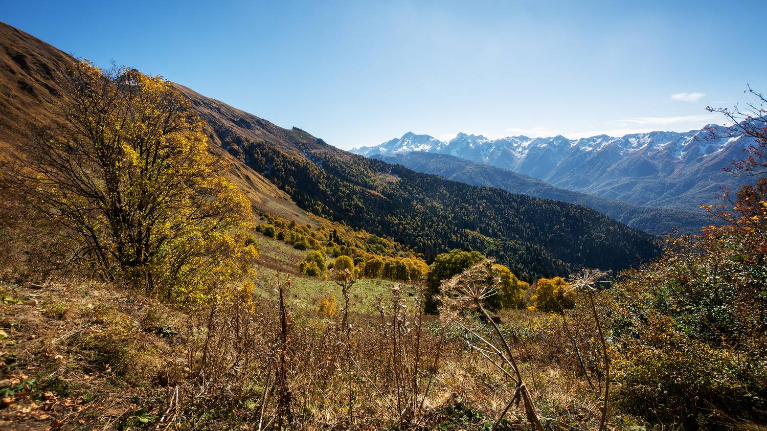 , Ян Сурогин