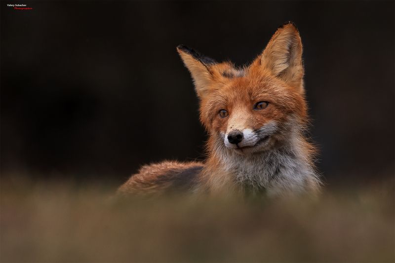 Апрельская фото превью