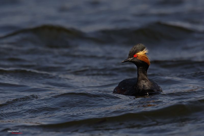 Черношейная поганка фото превью