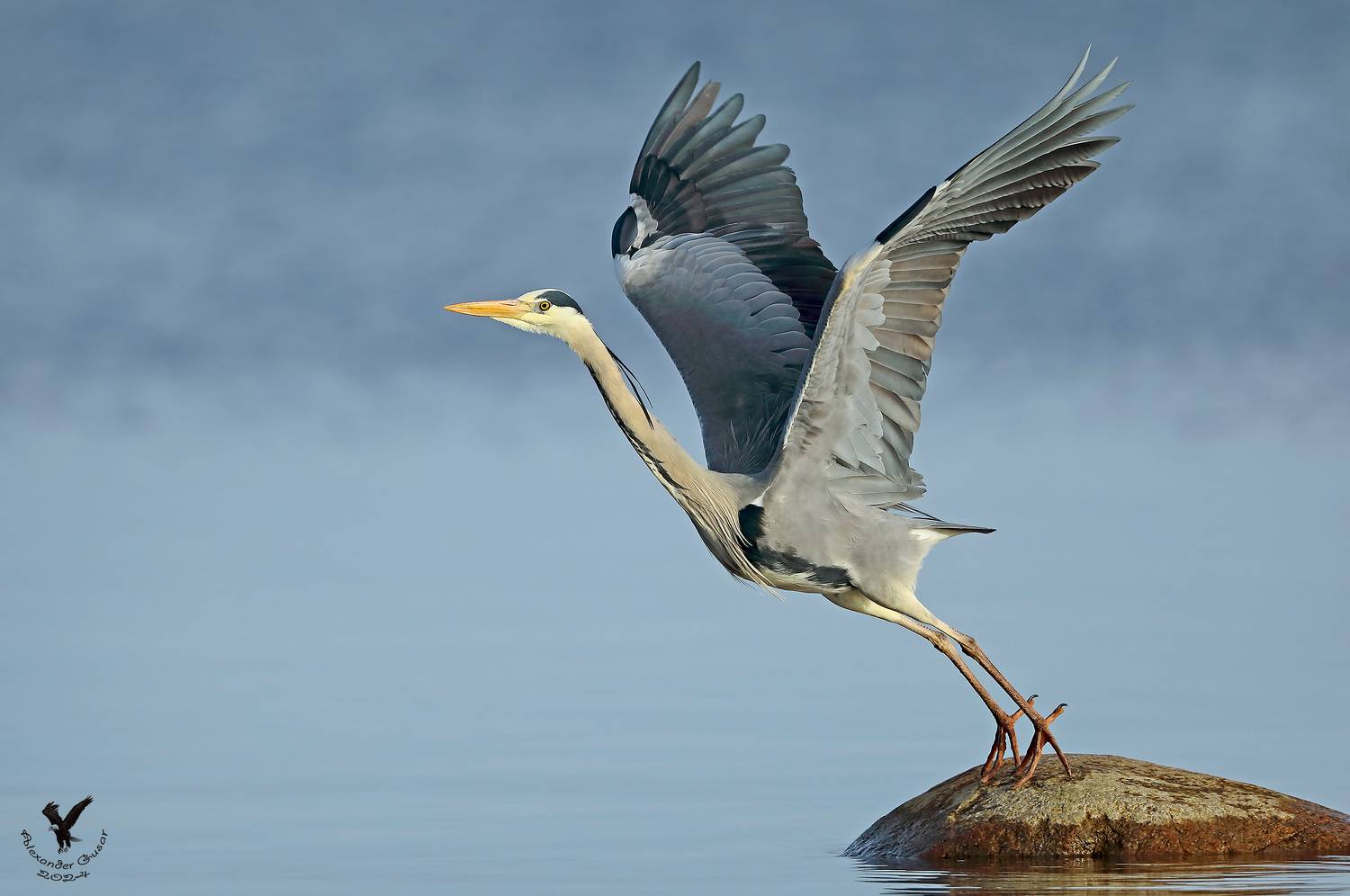 серая цапля., Гусар Александр