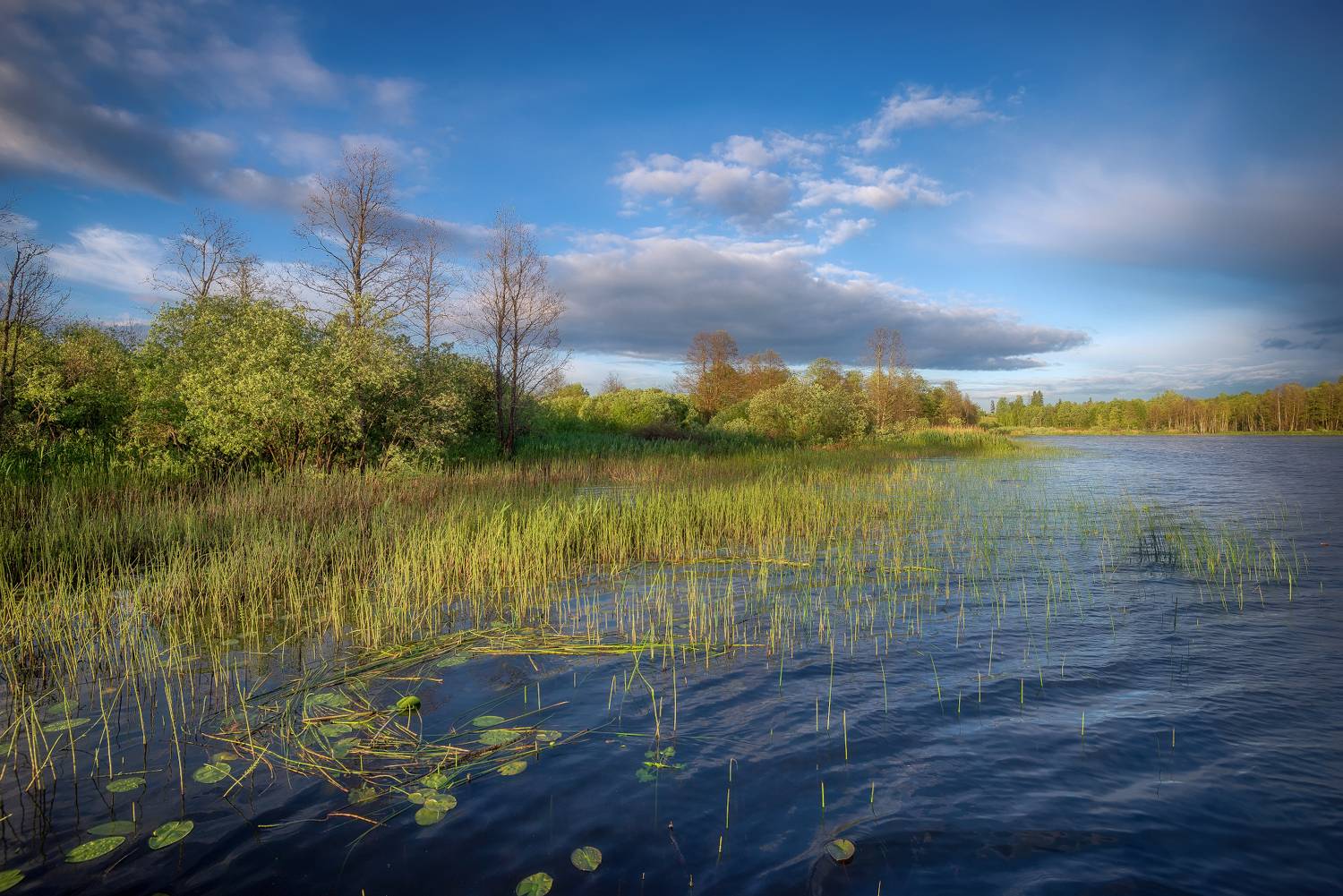 озеро, берег, лес, лето, июнь, Сергей Аникин