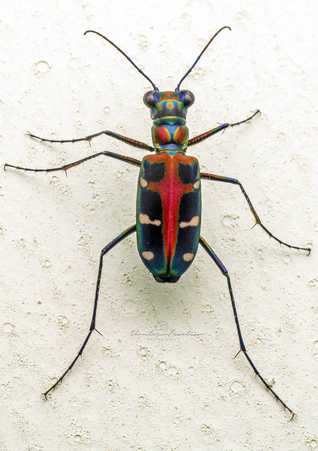 Tiger beetle, animal, macro, focus, color, wall, insect, fast, garden, nature, natural, NeCoTi ChonTin