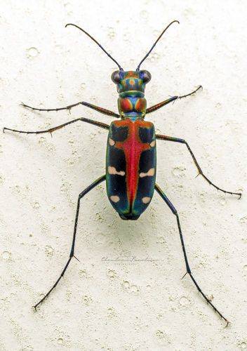 Tiger beetle