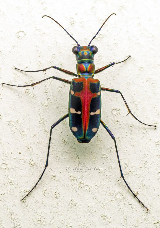 Tiger beetle, animal, macro, focus, color, wall, insect, fast, garden, nature, natural Tiger beetle фото превью