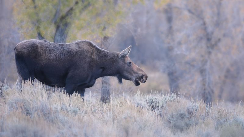 Леса краса фото превью