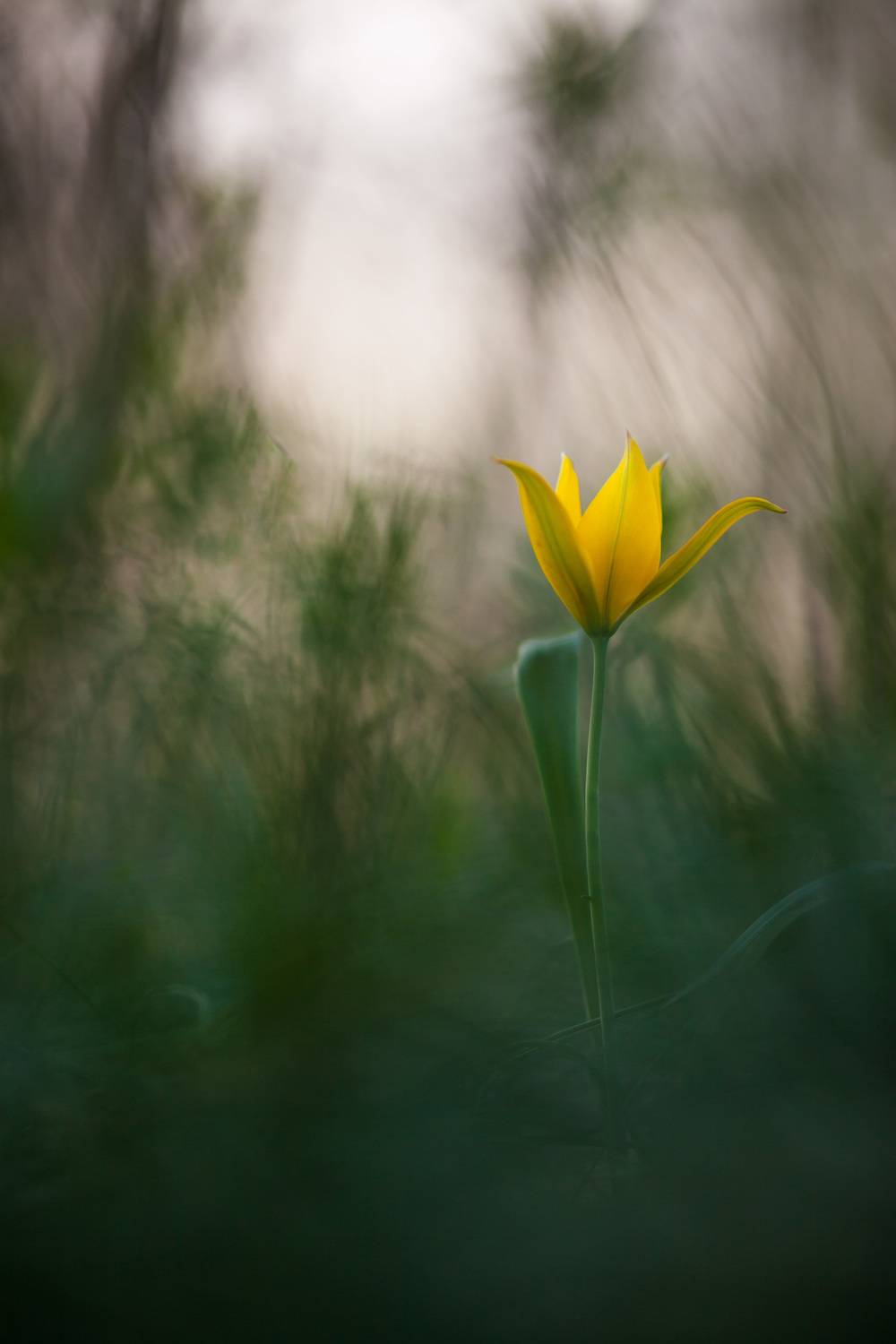 , Викулов Николай